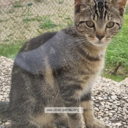 Photo de chat perdu à Ostwald