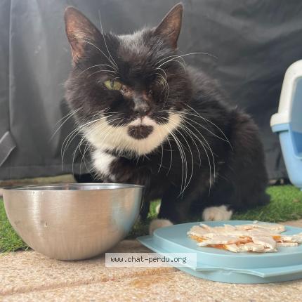 Photo de chat trouvé à Souffelweyersheim