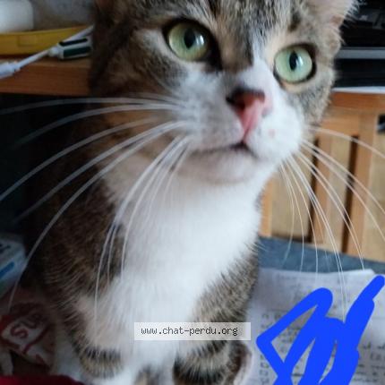 Photo 1/1 Chat retrouvé Perdu à Decines Charpieu