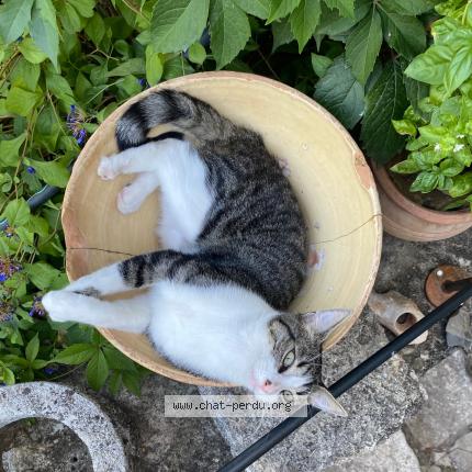 Photo de chat perdu à Asnieres Sur Seine