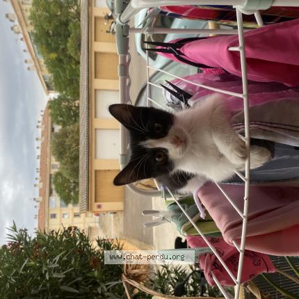 Photo 1/1 Chat retrouvé Perdu à La Ciotat