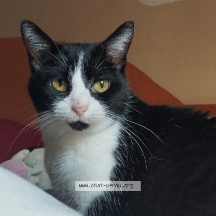 Photo de chat perdu à Lattes
