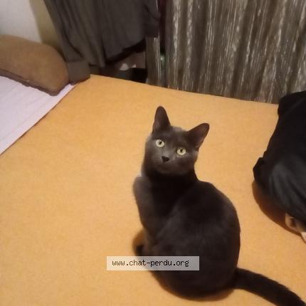 Photo 1/1 Chat retrouvé Perdu à Tourcoing