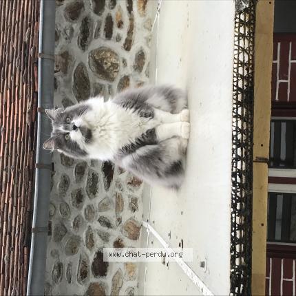 Photo de chat perdu à Ivry Sur Seine