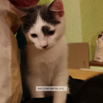 Photo 1/1 Bob Chat perdu à Bas et lezat