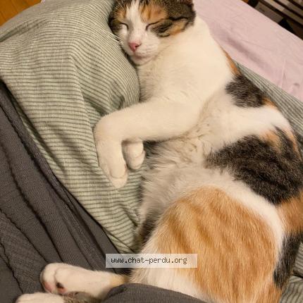 Photo 1/1 Mona Lisa Chat perdu à Strasbourg