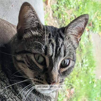 Loki