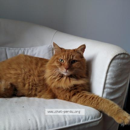 Photo de chat perdu à Saint Loup De Naud