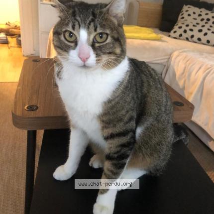 Photo 1/1 Chat retrouvé Perdu à Meudon