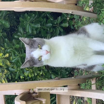 Photo 1/1 Chat retrouvé Perdu à Aytre