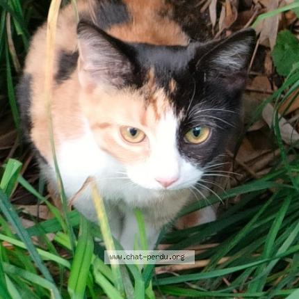 Photo de chat perdu à Savigny Sur Orge