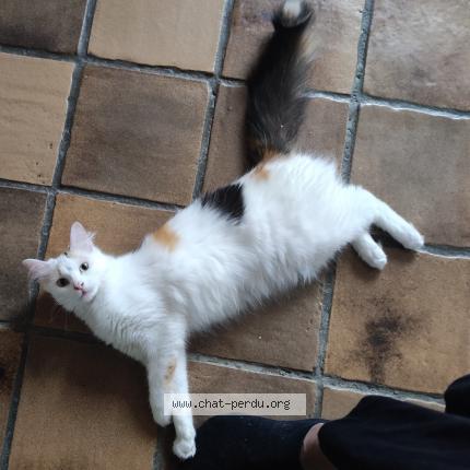 Photo de chat perdu à Rantigny