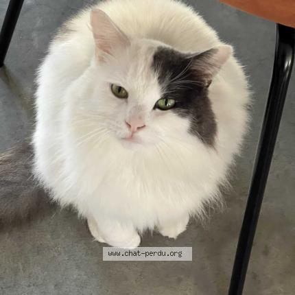 Photo de chat perdu à Linselles