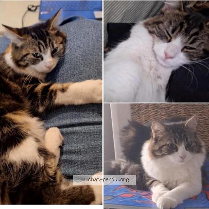 Photo 1/1 Chat retrouvé Perdu à Marseille
