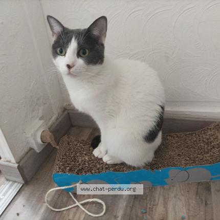 Photo de chat perdu à Marseille