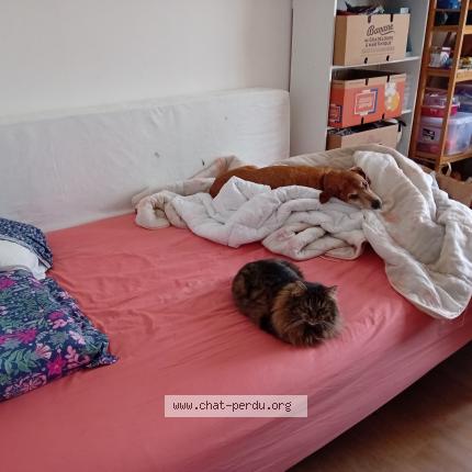Photo de chat perdu à Avord