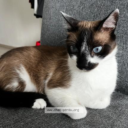 Photo de chat perdu à Begles