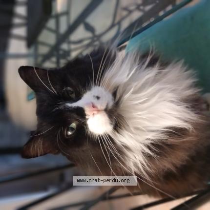 Photo 1/1 Mimi Chat perdu à Certines