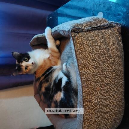 Photo 1/1 ZOË Chat perdu à Matoury