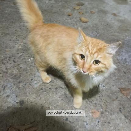 Photo 1/1 Chat trouvé Trouvé à Nort sur erdre