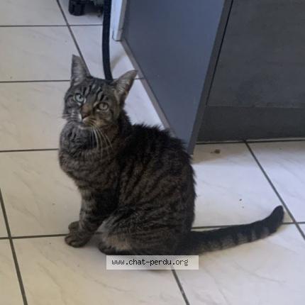 Photo 2/5 Tiger Chat perdu à Bonnieres sur seine