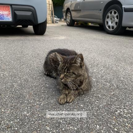 Photo 3/5 Tiger Chat perdu à Bonnieres sur seine