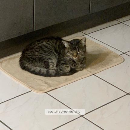 Photo 4/5 Tiger Chat perdu à Bonnieres sur seine