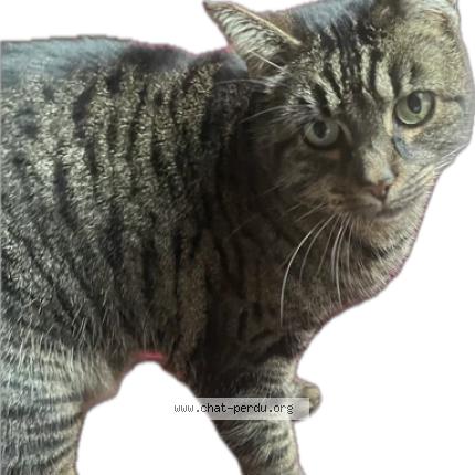 Photo 5/5 Tiger Chat perdu à Bonnieres sur seine