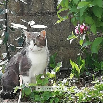 Photo de chat perdu à Quimperle