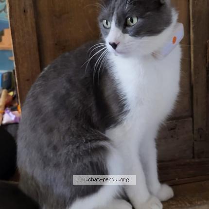 Photo de chat perdu à Montpellier