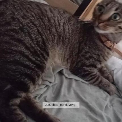 Photo de chat perdu à Nissan Lez Enserune