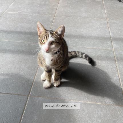 Photo de chat perdu à Besancon