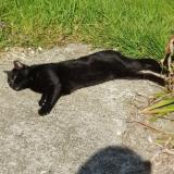 Photo de chat perdu à Giel Courteilles
