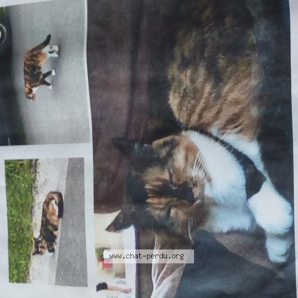 Photo de chat perdu à Naucelles