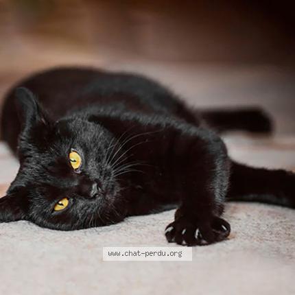 Photo 1/1 baghera Chat perdu à Sainte luce sur loire