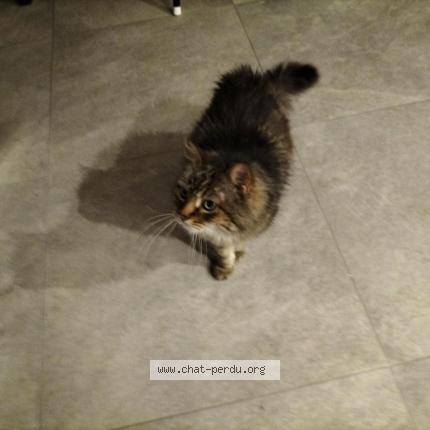 Photo 1/1 Chat retrouvé Perdu à Hennebont