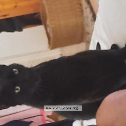 Photo de chat perdu à Rocbaron