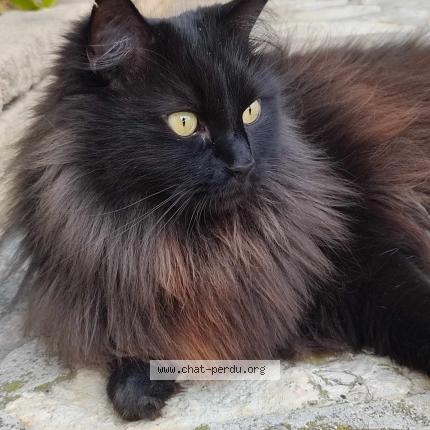 Photo 1/1 Monsieur Nyx Chat perdu à Velaux