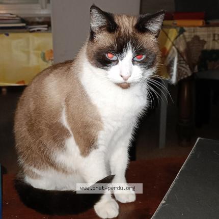 Photo de chat perdu à Pre Saint Martin