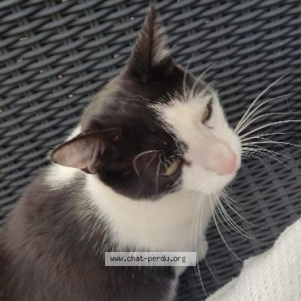Photo de chat perdu à Chaumontel
