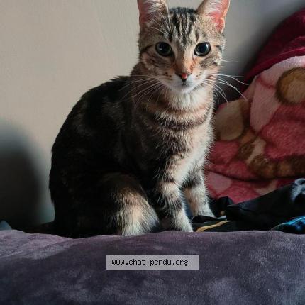 Photo 1/1 Chat retrouvé Perdu à Lille