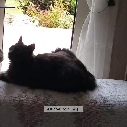 Photo de chat perdu à Semblancay