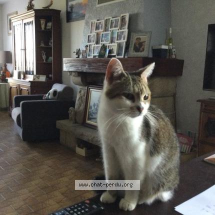 Photo de chat perdu à Geveze