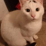 Photo de chat perdu à Auderghem