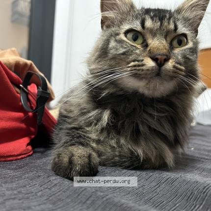 Photo de chat perdu à Larringes