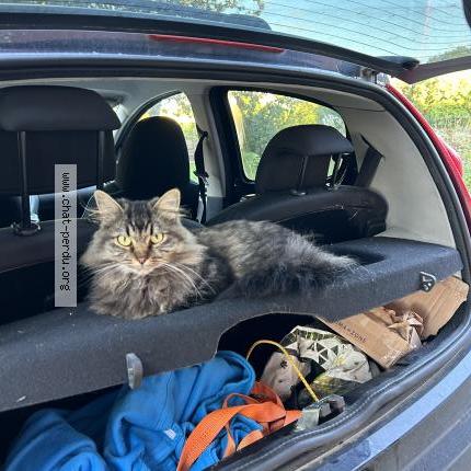 Photo de chat perdu à Larringes