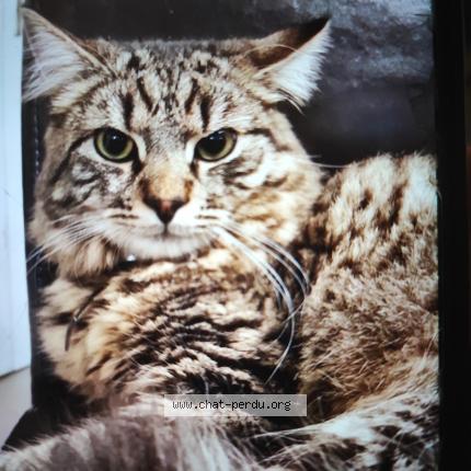 Photo de chat perdu à Lambersart