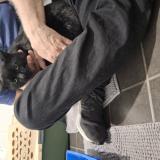 Photo de chat perdu à Sydney