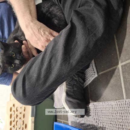 Photo 1/1 Nox Chat perdu à Sydney