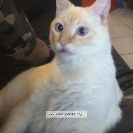 Photo de chat perdu à Sarpourenx